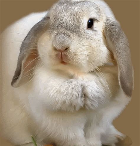 The best <b>GIFs</b> of <b>bunny</b> on the GIFER website. . Bunny rabbit gif